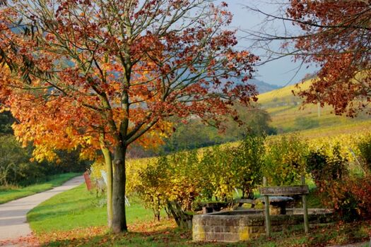 herbstliche Impressionen