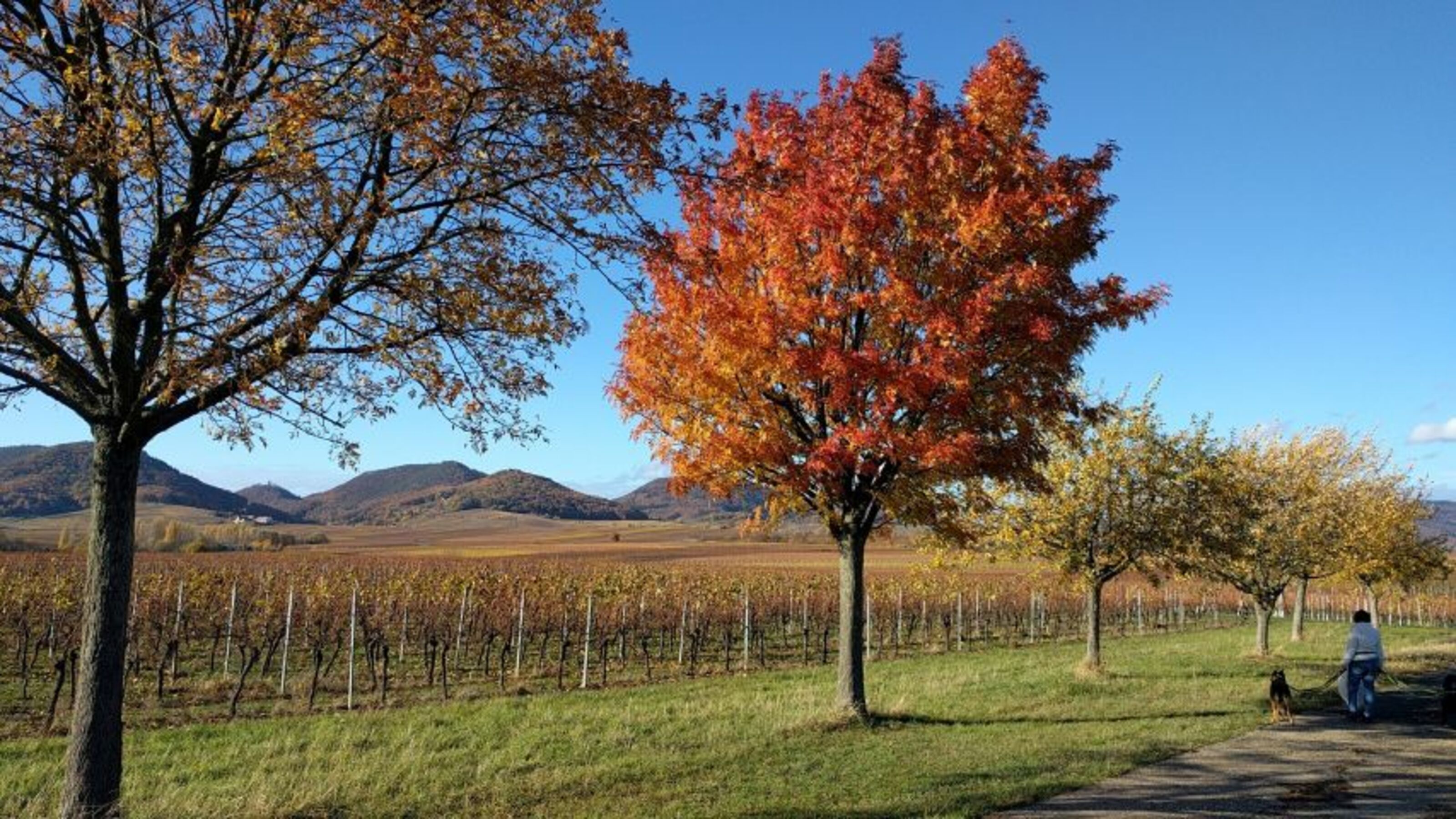 Rebenmeer im Herbst