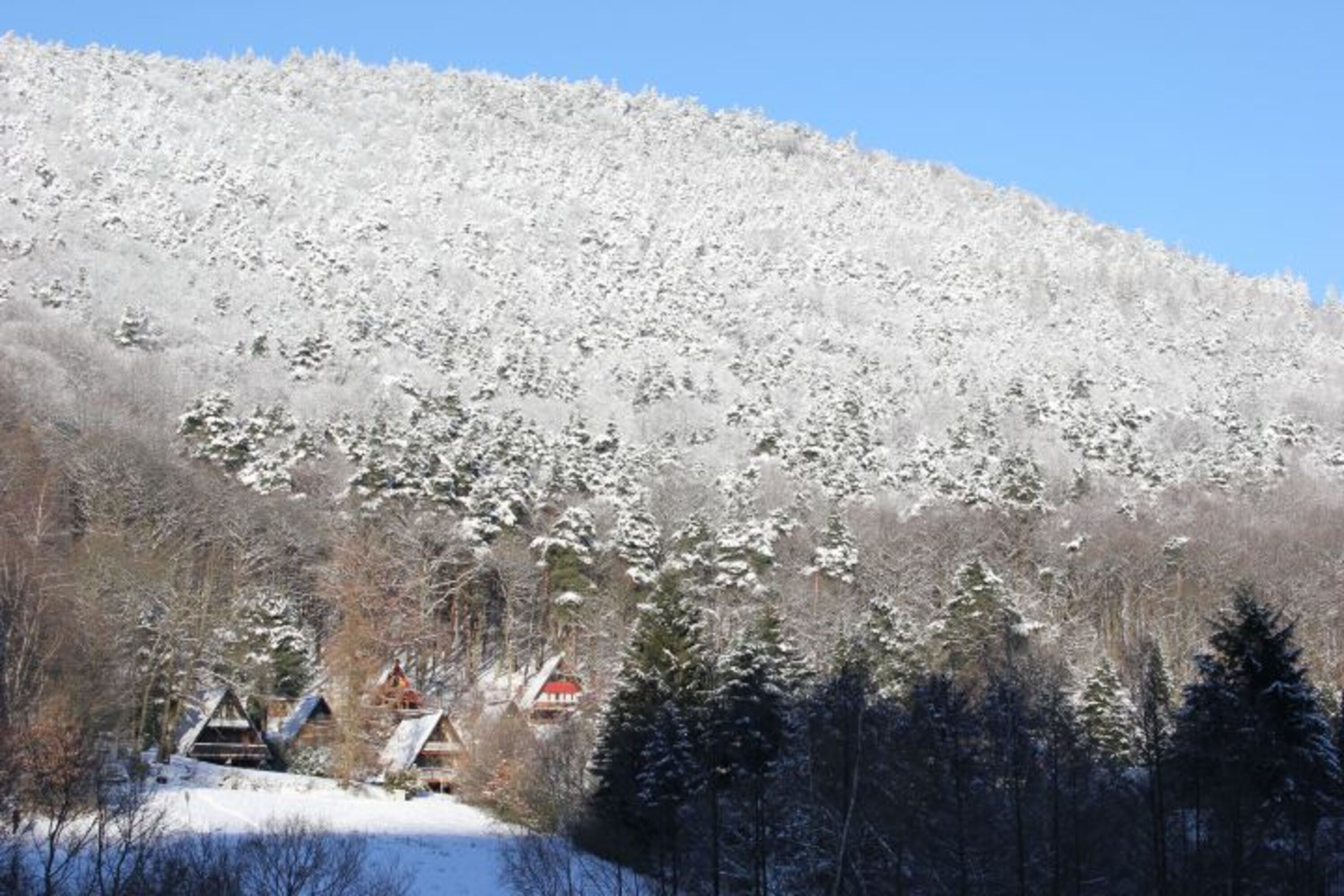 Birnbachtal