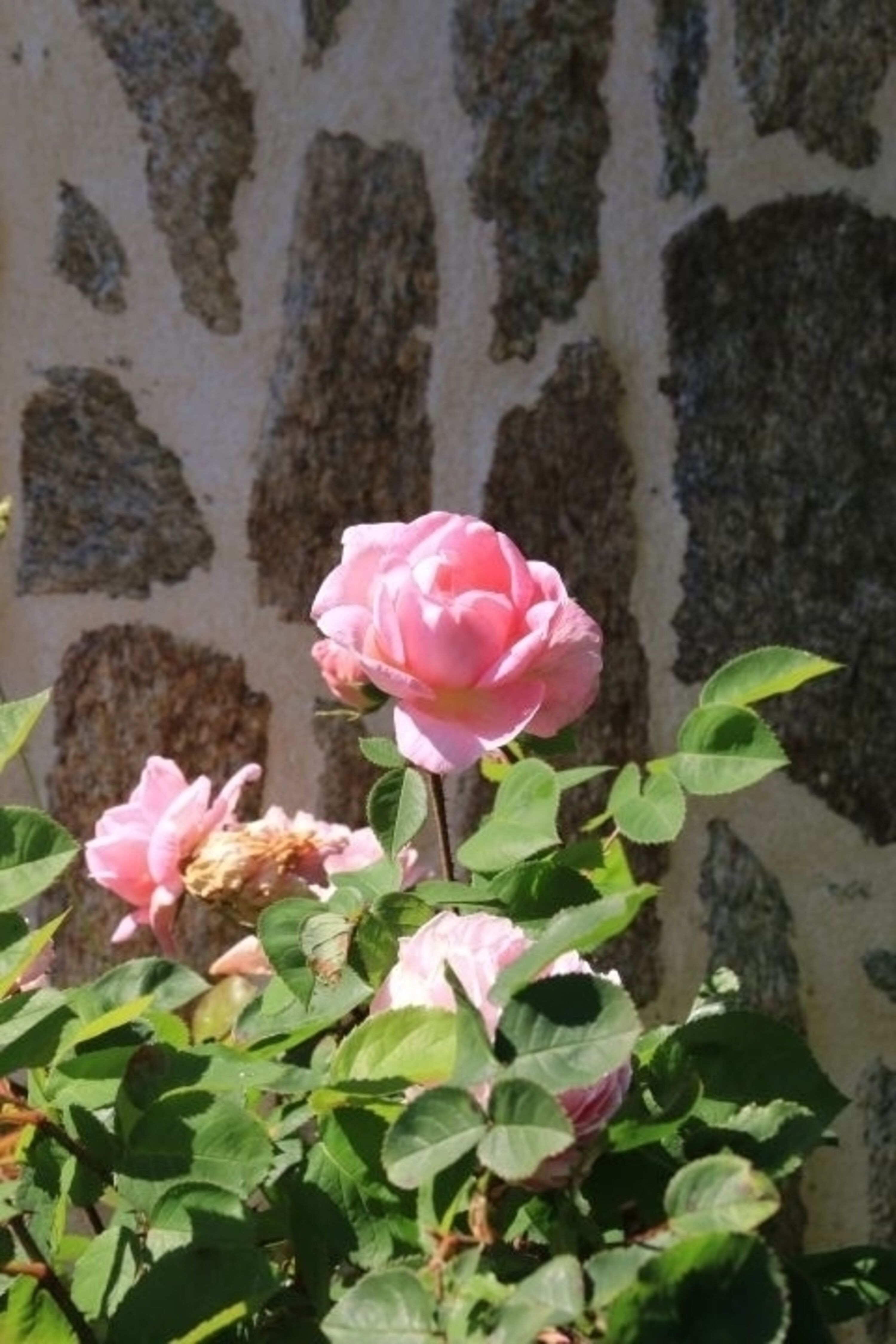 Rosenblüte