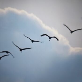 Kraniche beobachten auf dem nahen Feld