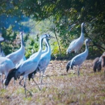 Kraniche auf dem Stoppelfeld