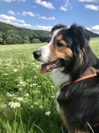 Unser Murphy auf der Wiese neben dem Grundstück