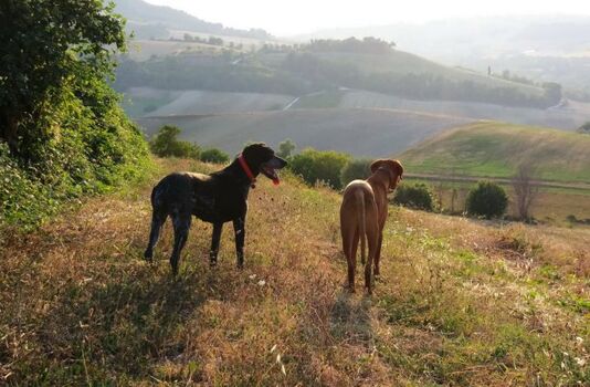Hundespaziergang am Haus
