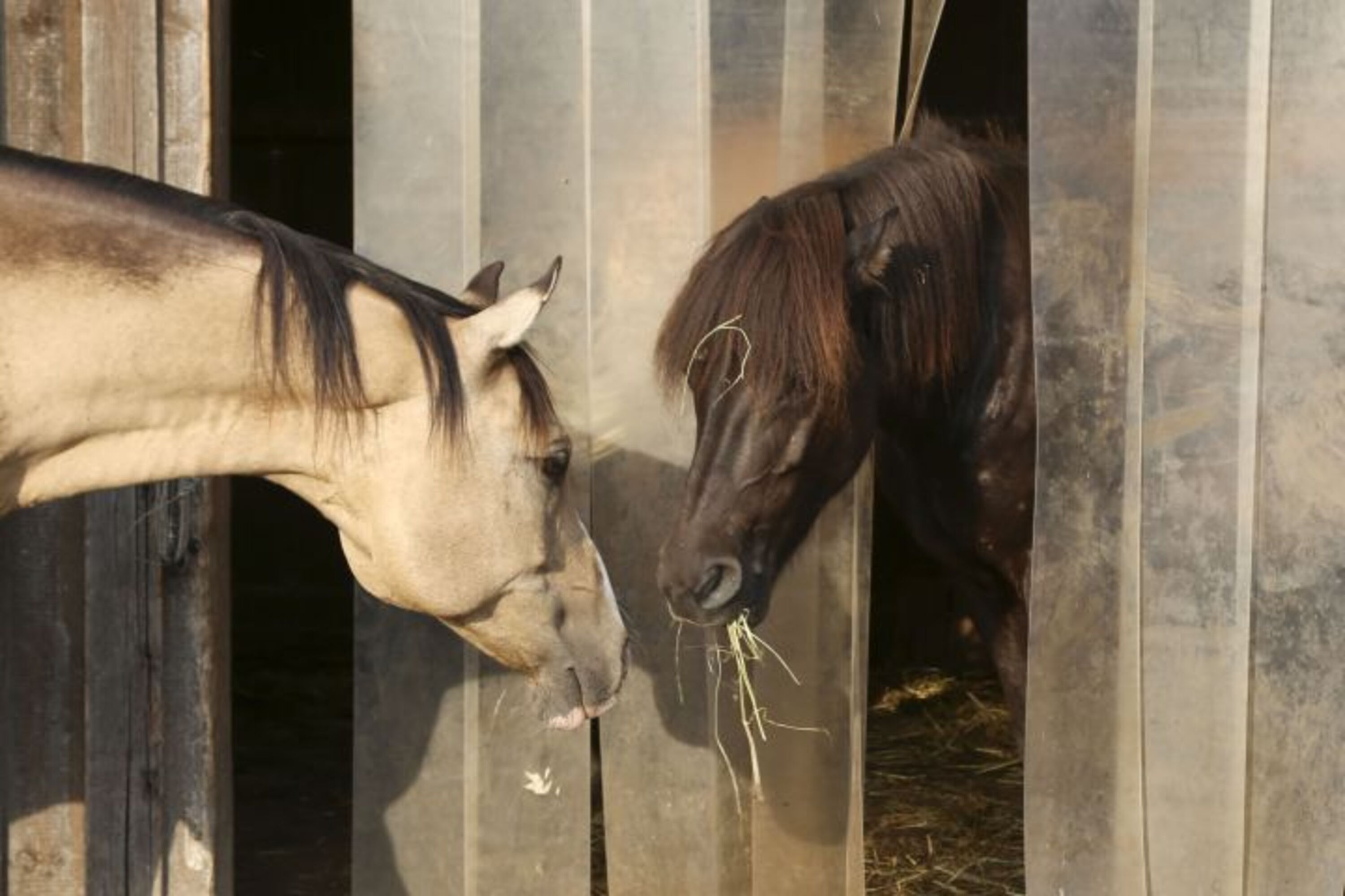 Tiere am Platz