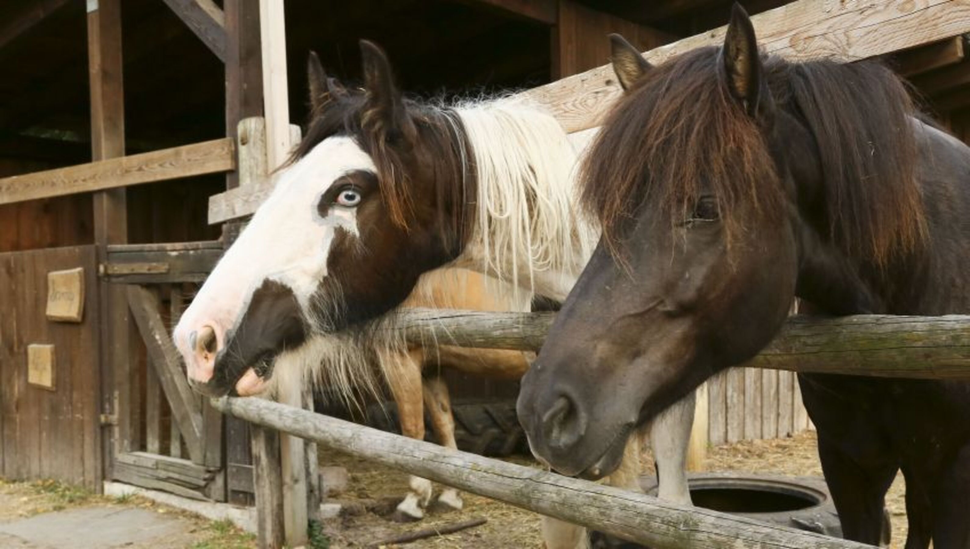 Tiere am Platz