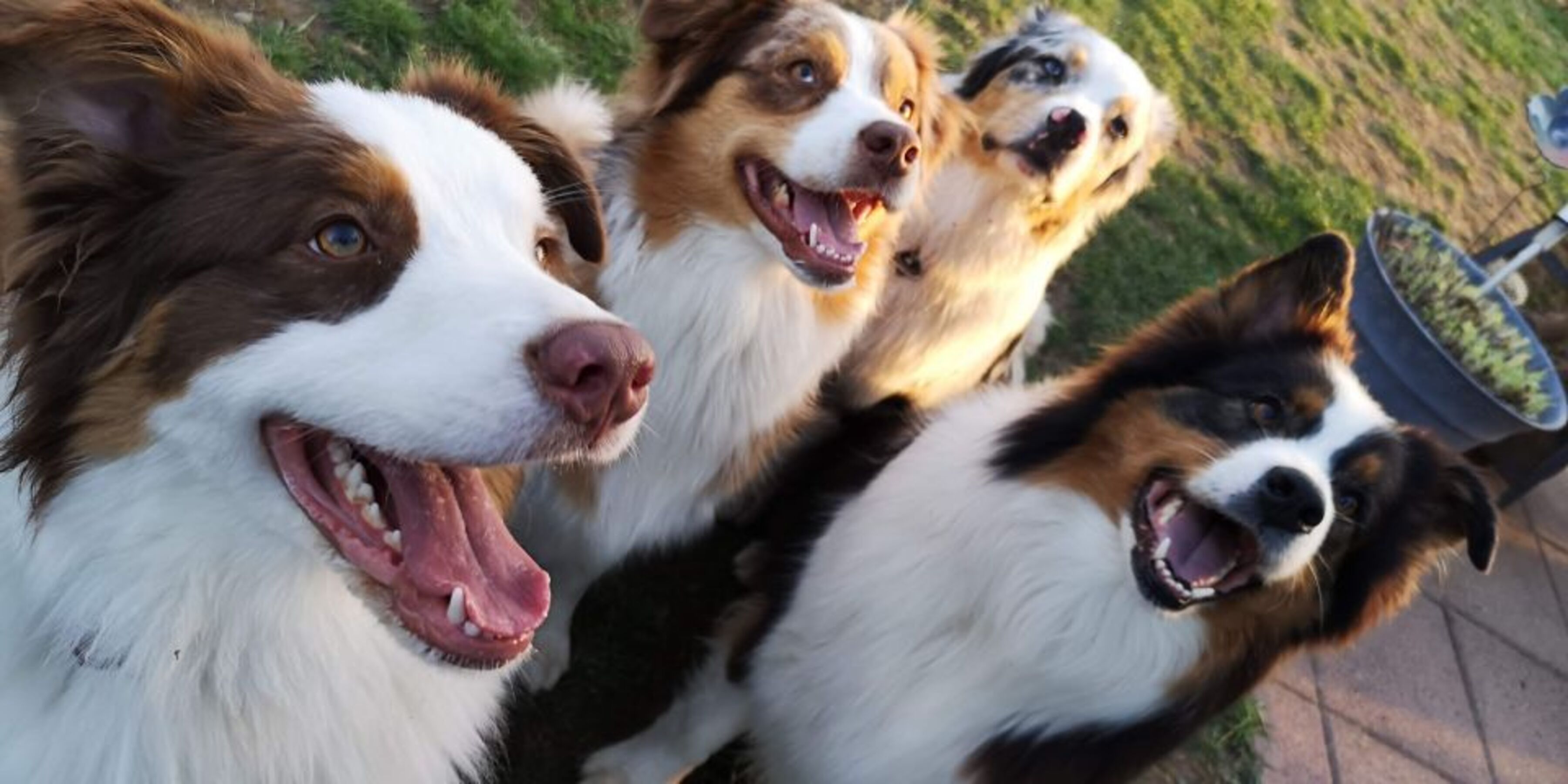 Die Aussibande