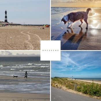 Hundefreundliche Strände