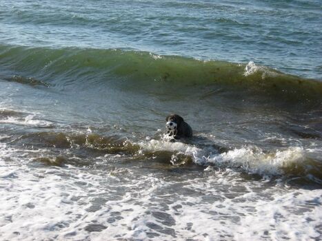 Badespass am Hundestrand