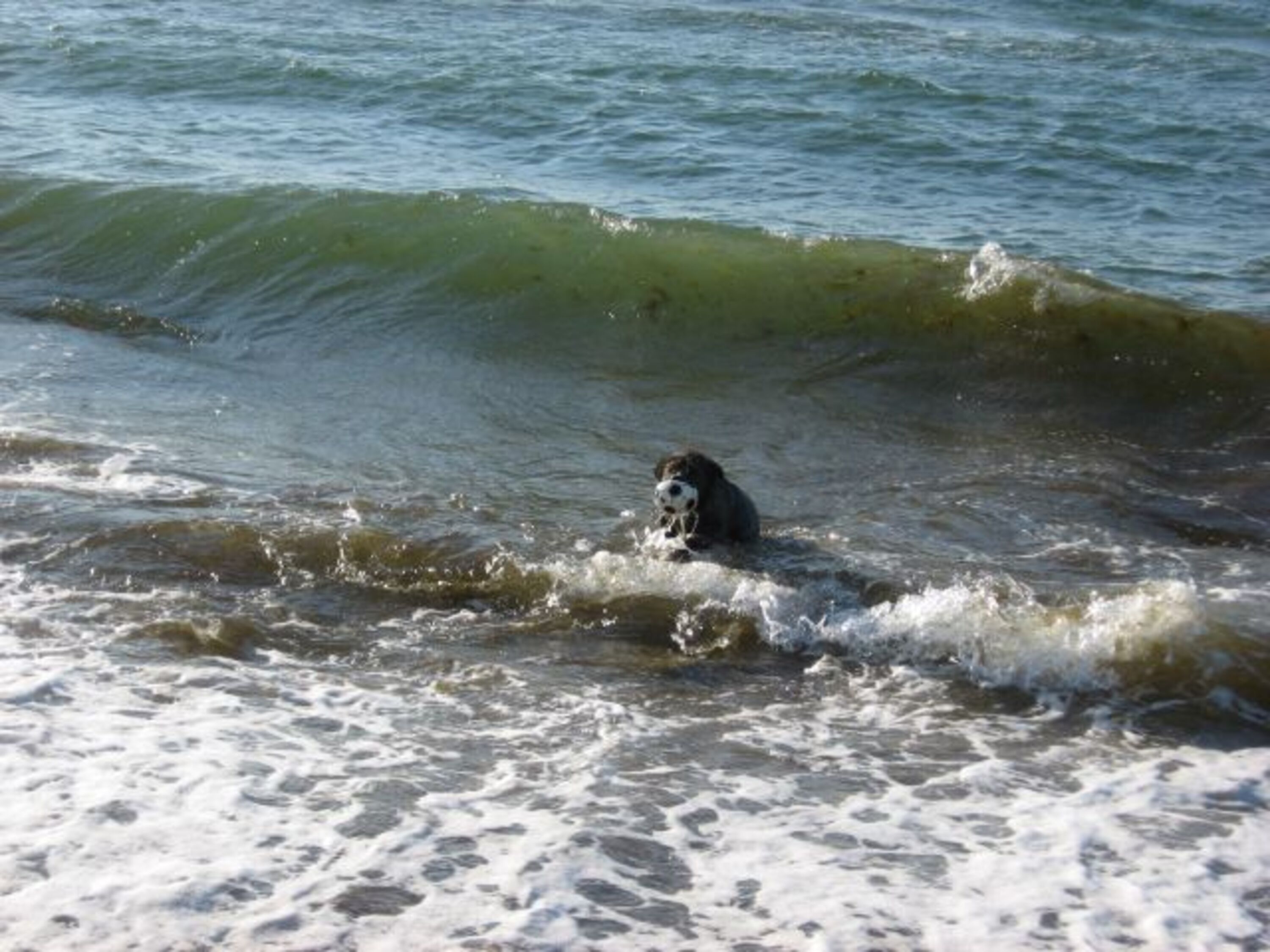 Badespass am Hundestrand