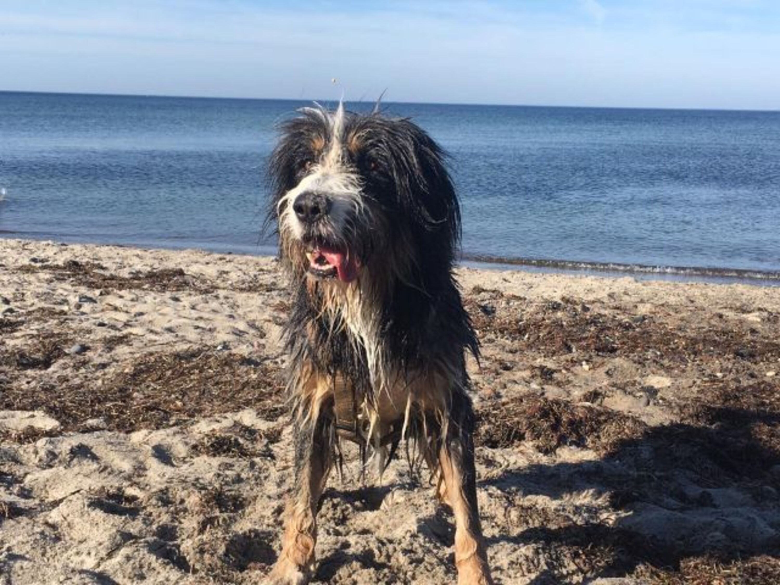 das ist unser Lenny beim Spielen am Strand