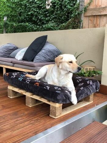 Wolfi auf der Gasthunde-Liege, die uns ein handwerklich hoch talentierter Gast gebaut hat. Nochmals herzlichen Dank! Denn so kann auch die Fellnase im Wellness-Pavillon relaxen.