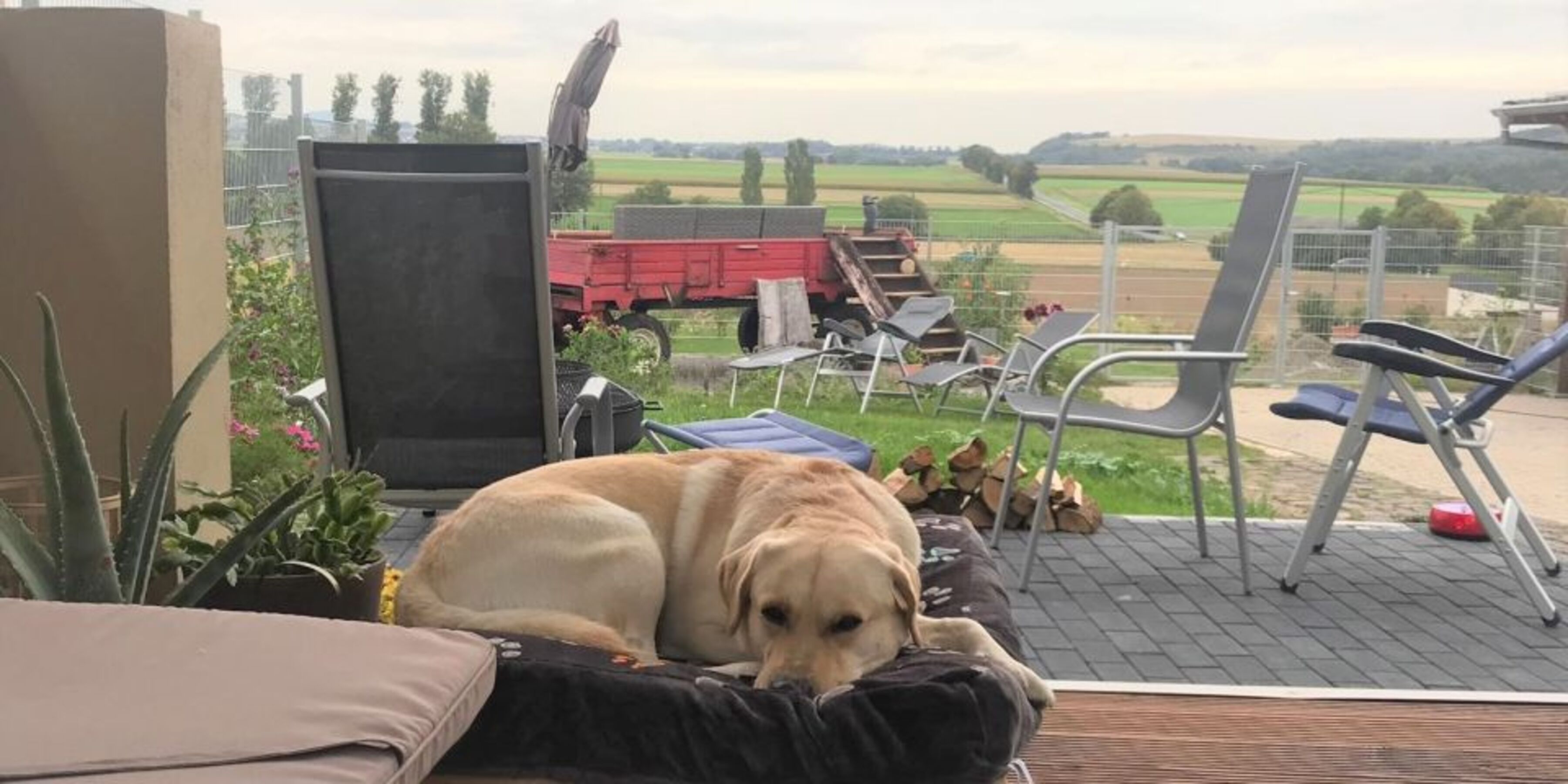 Gasthund Wolfi fühlt sich im Wellness-Pavillon auf seiner Hundeliege sehr wohl. Der Panoramablick über das Maifeld scheint ihn eher weniger zu interessieren.