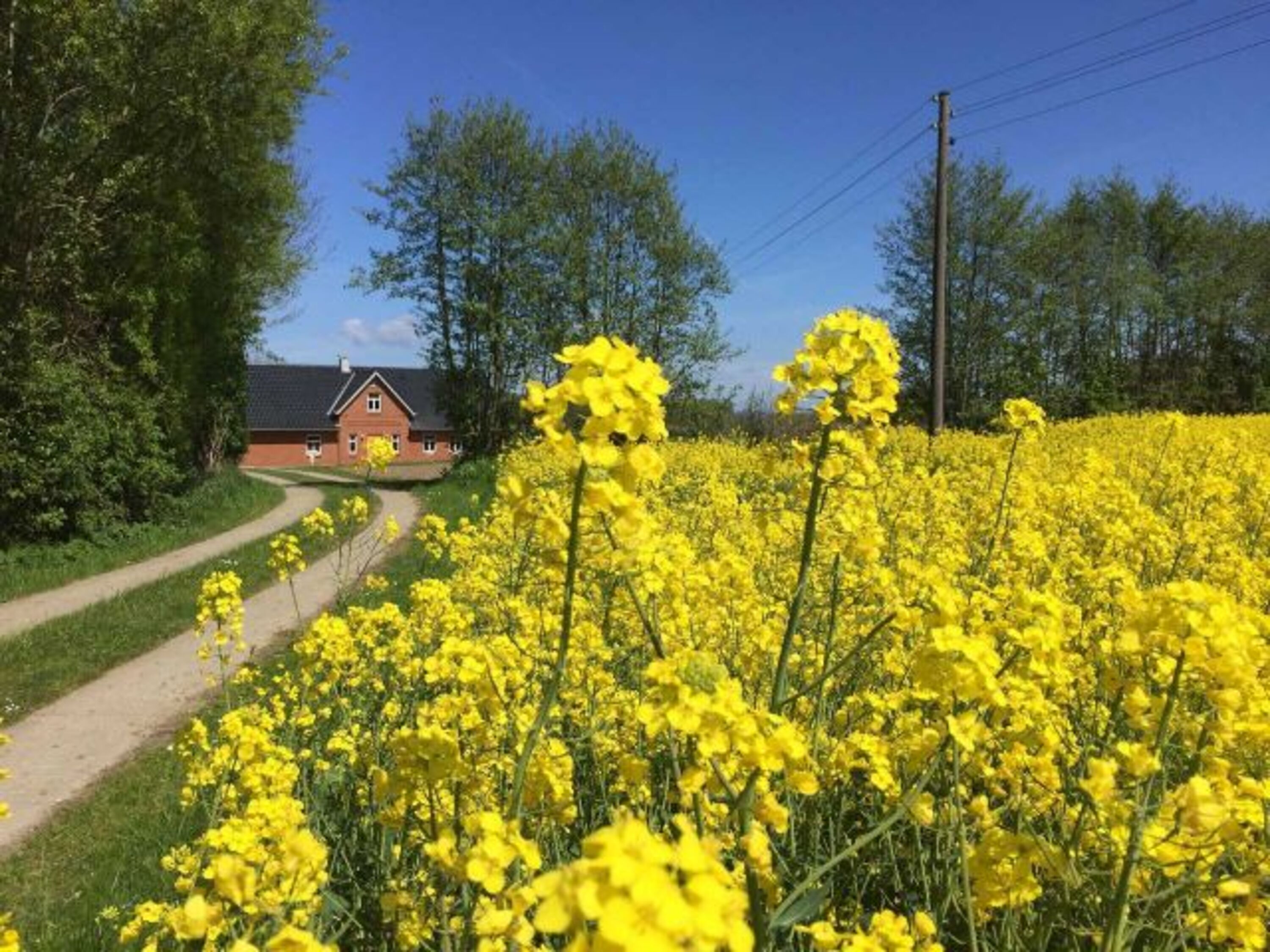 Rapsblüte 