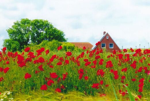 Ansicht mit Mohnfeld