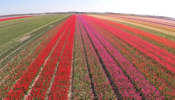  Das größte zusammenhängende  Blumenzwiebelgebiet der Welt