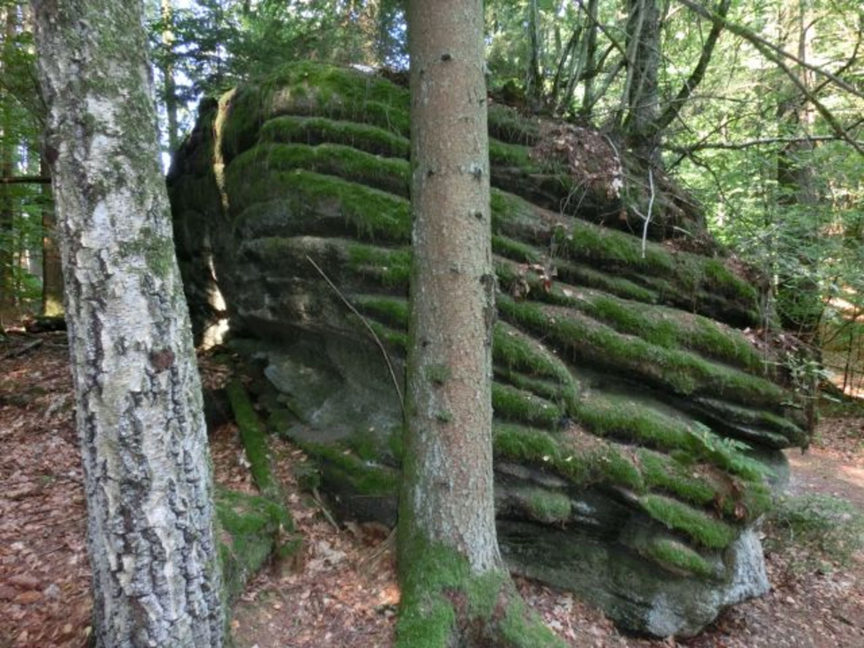 Im Wald