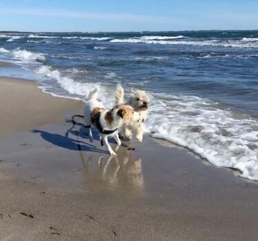 Super neue Fewo nur 200 m vom Hundestrand