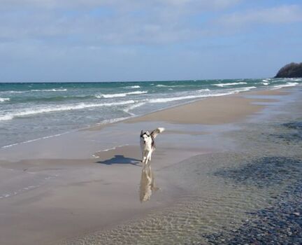 am Hundestrand