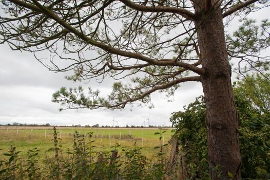 Blick aus dem Garten