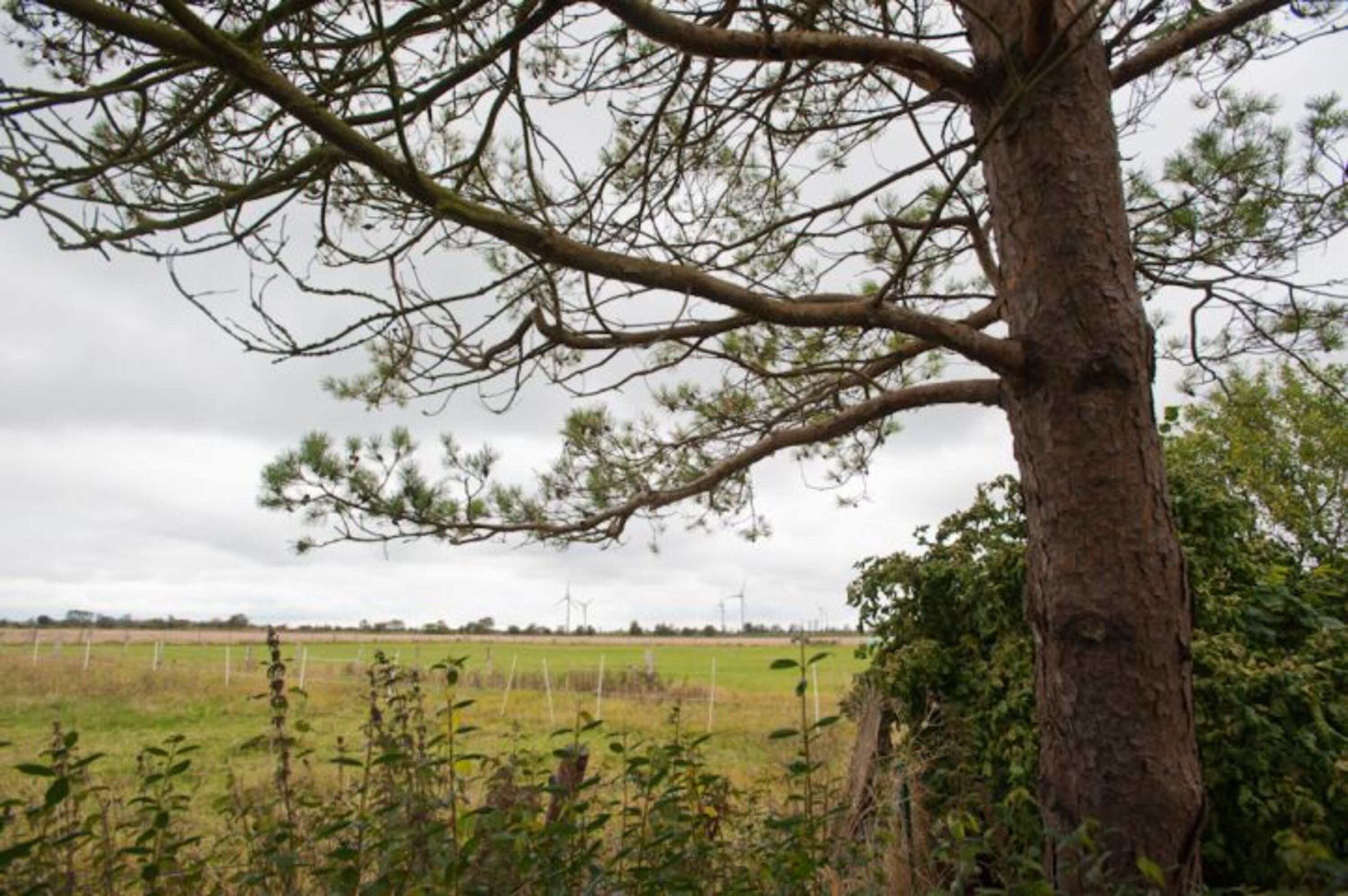 Blick aus dem Garten