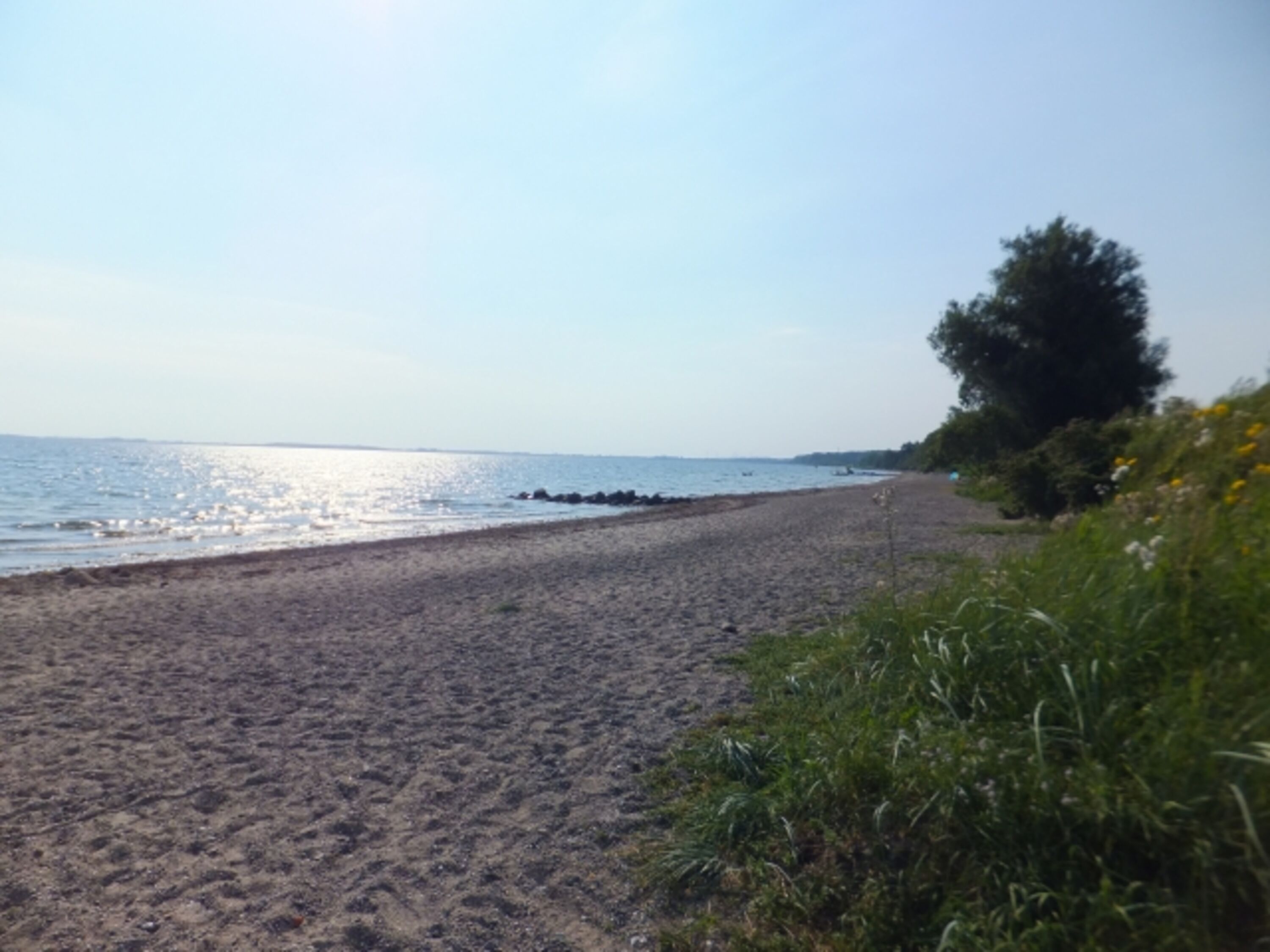 Hundestrand am Morgen