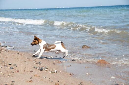 Der Hundestrand zwischen Schönhagen und Weidefeld