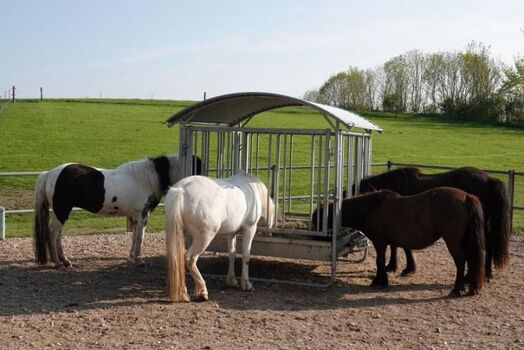 Pferdefrühstück