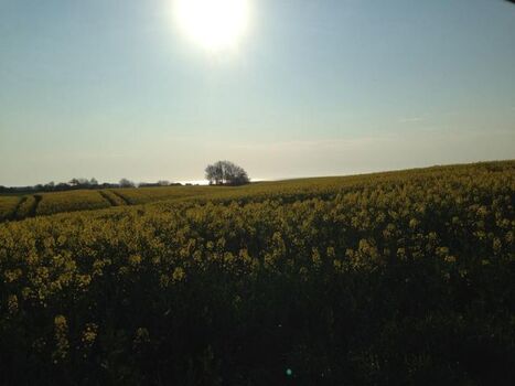 Rapsfelder färben den Norden im Frühling gelb.