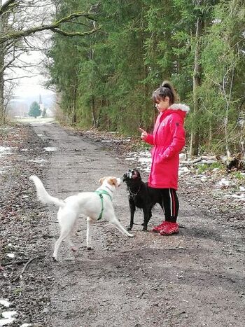 Gerne bieten wir Dogsitting an