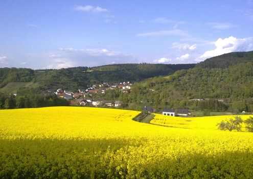 Rapsfelder auf der Vitaltour Bärenroute