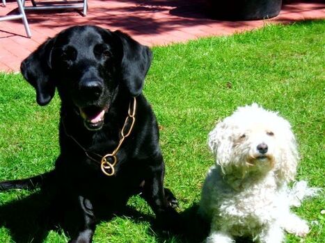 Unsere Hunde freuen sich über viele Artgenossen