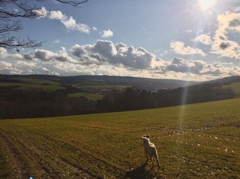 Freilauf für deinen Liebling - soweit das Auge reicht
