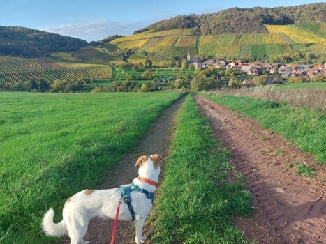 Weinwandern im Naheland