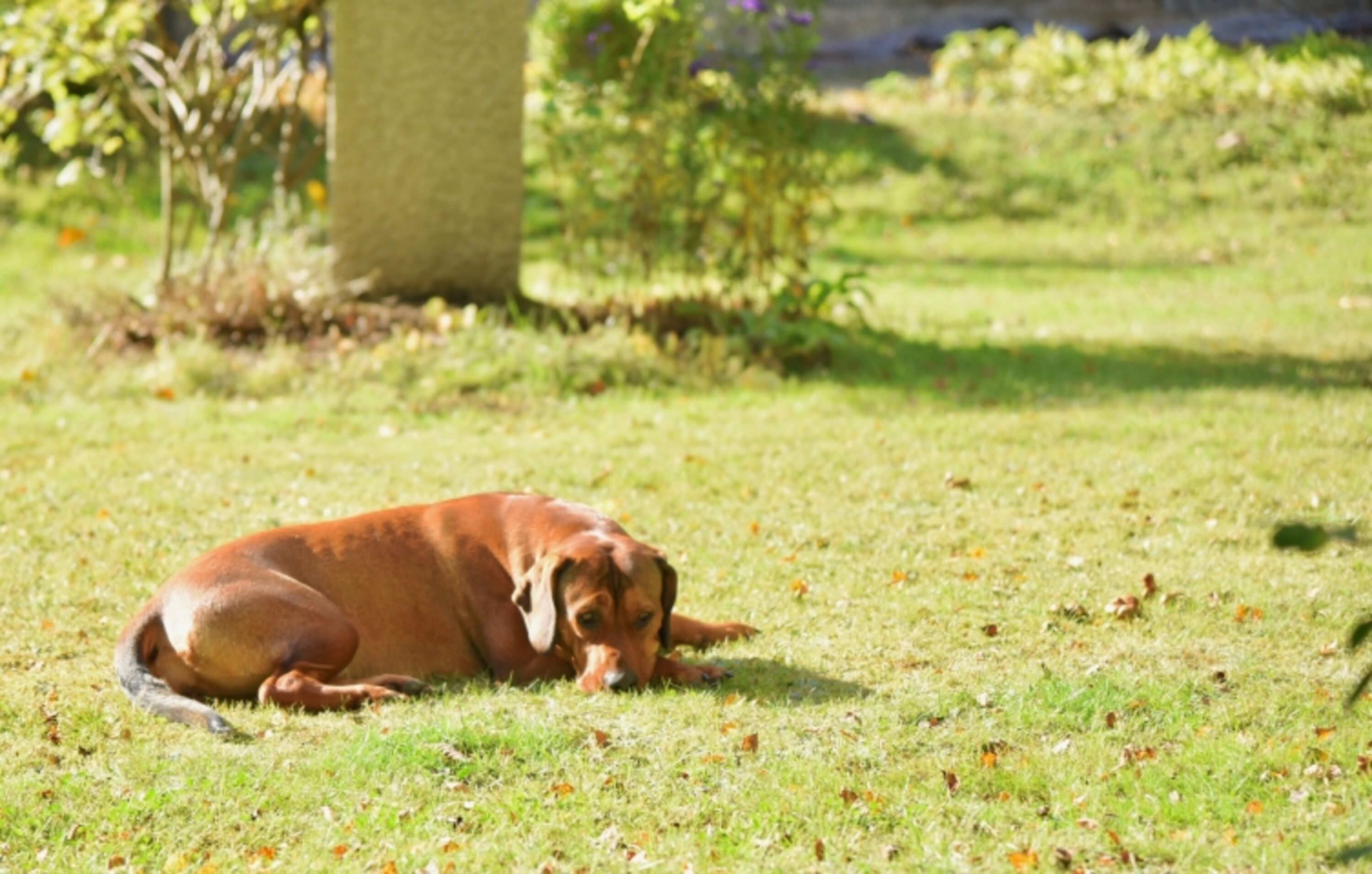 Hundeglück