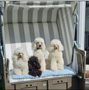 Urlaub mit Hund bei St. Peter-Ording