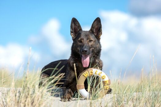 Hunde sind bei uns herzlich Willkommen!