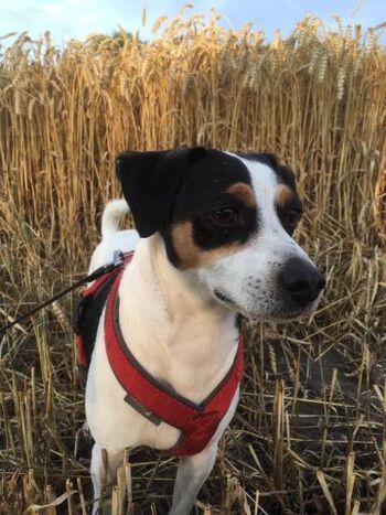 der Weizen ist reif !