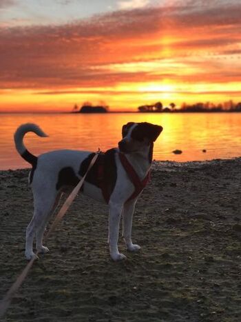 unser Pelle genießt den romantischen Sonnenuntergang :-)