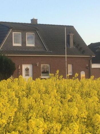 inmitten der Rapsblüte