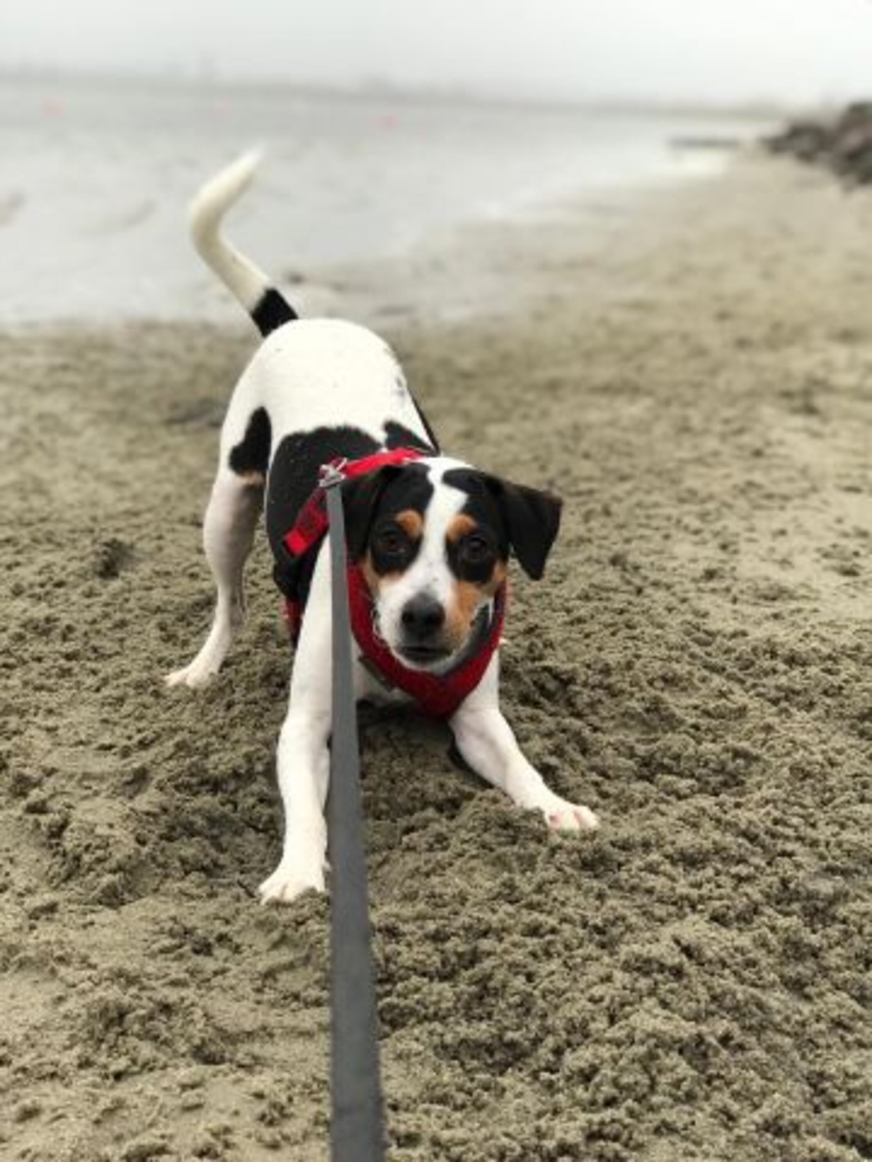 Buddeln am Strand