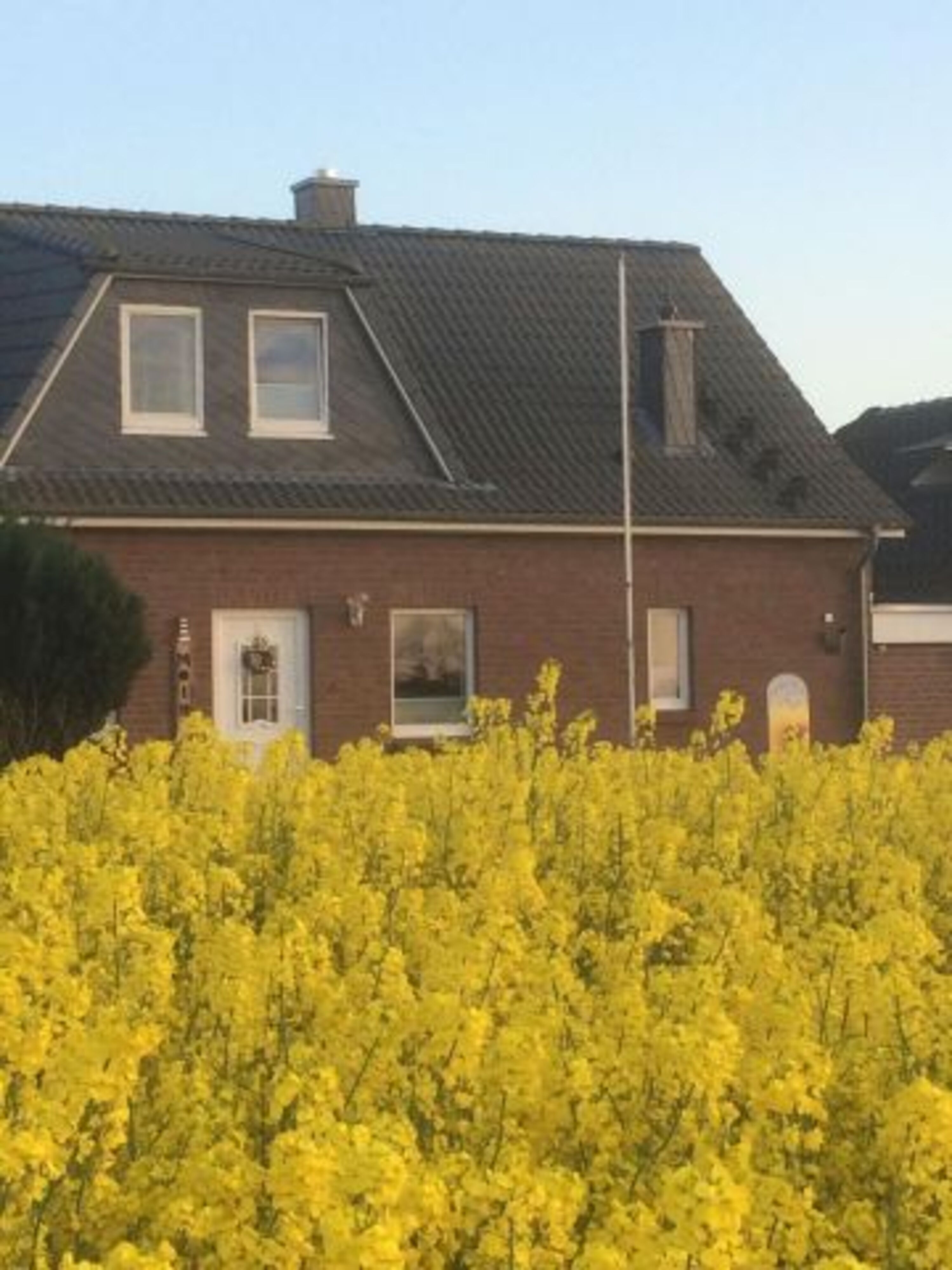 inmitten der Rapsblüte