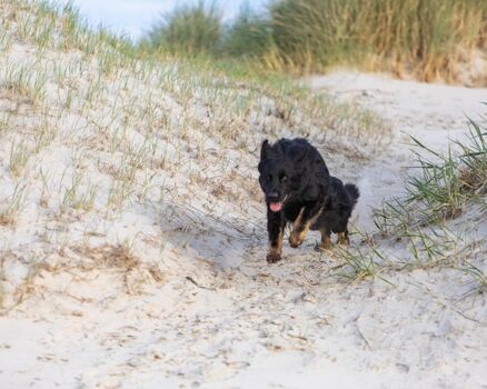 Hunde sind bei uns herzlich Willkommen !