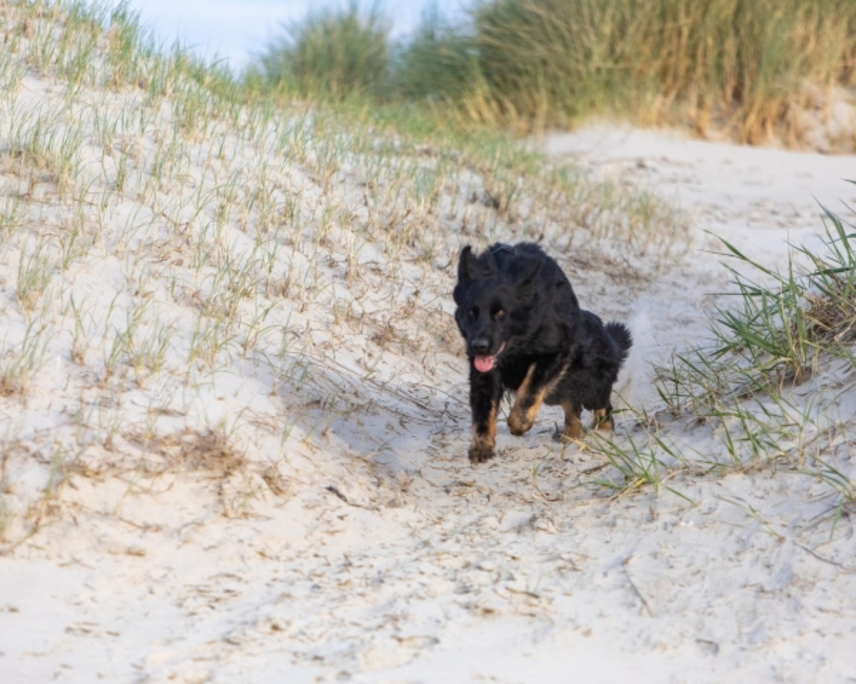 Hunde sind bei uns herzlich Willkommen !