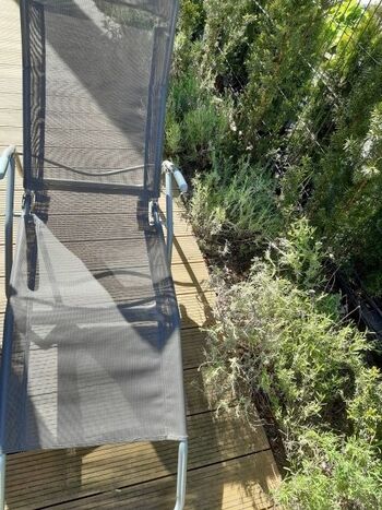 Lavendel-Inhalationsplatz im Garten :)