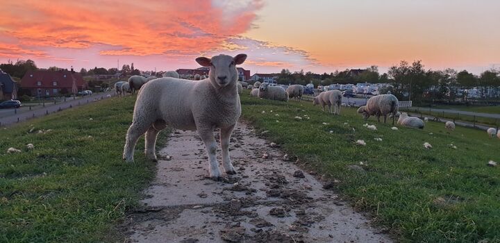 Schäfchenliebe - vom Haus nur 500m bis zum Deich