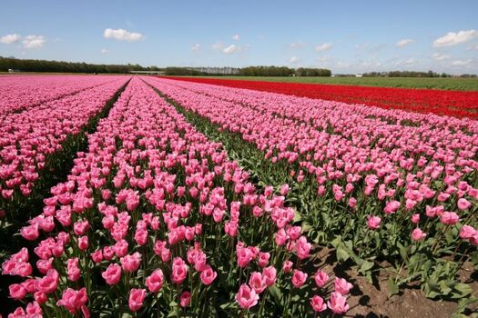 Tulpenfestival im Mai