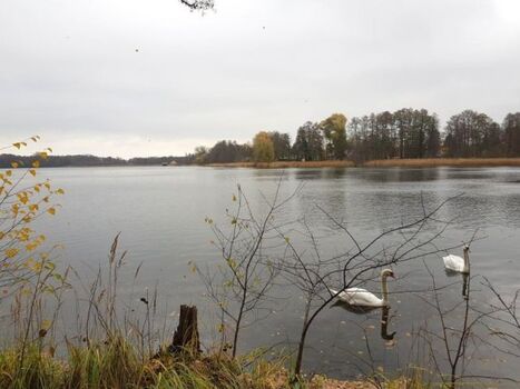 Der Kutzingsee- nur einer von vielen Seen in der Umgebung- mit Bademöglichkeiten