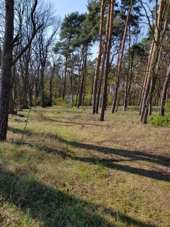 Das komplett eingezäunte helle Wald-Grundstück