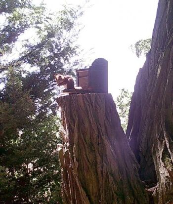 Ein Wald-Bewohner- drekt von der Terrasse aus zu beobachten